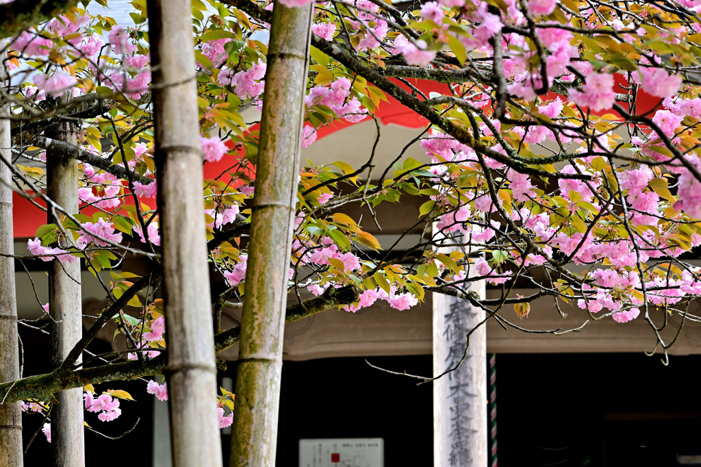 お寺の彩八重桜