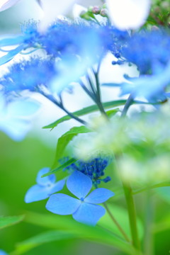 blue
