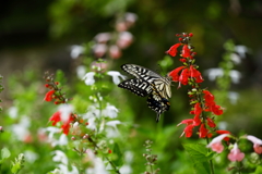 花園