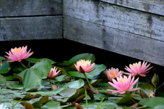 植物園睡蓮池