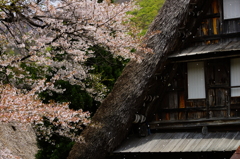 五箇山菅沼合掌造り～春の風