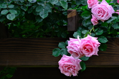 砺波花総合センター薔薇