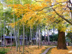 黄色い落ち葉の庭