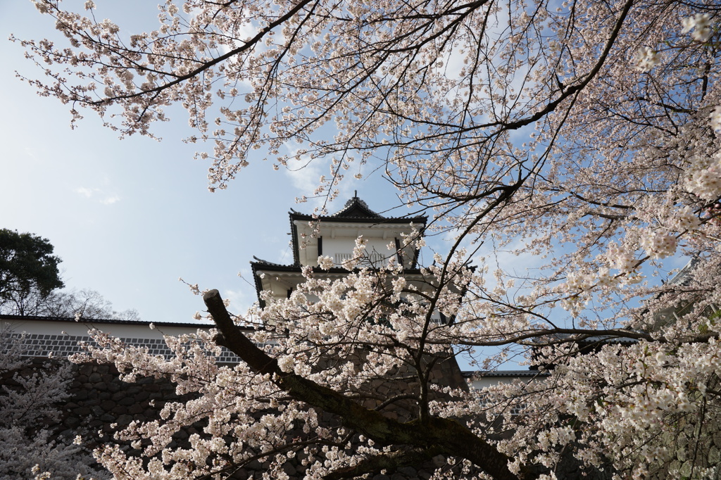 金沢城桜見頃