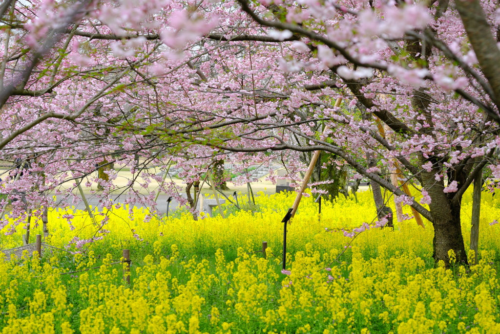 サクラと菜の花