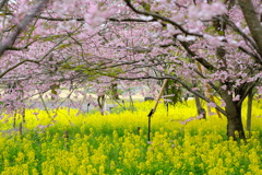 サクラと菜の花