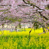 サクラと菜の花