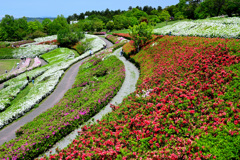 大乗寺丘陵公園ツツジ