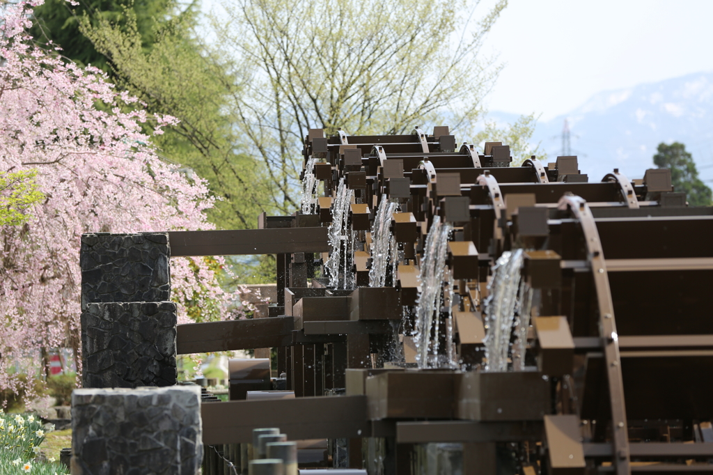 2015となみチューリップフェアがはじまります。No3