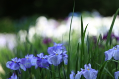 卯辰山杜の花菖蒲園