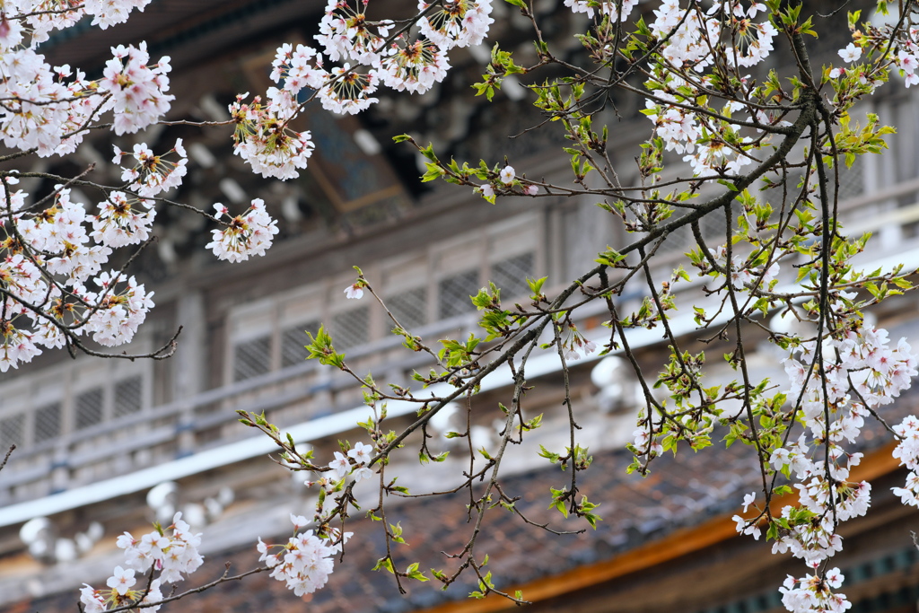 門前町総持寺祖院の桜