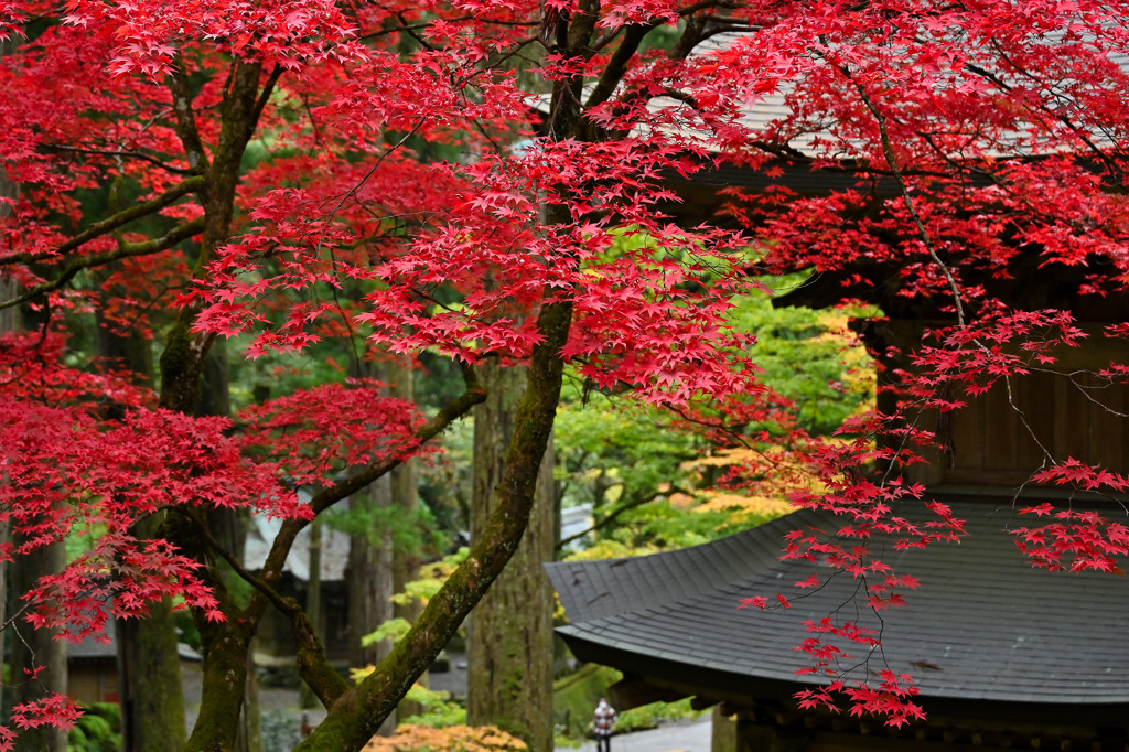 禅寺の紅葉