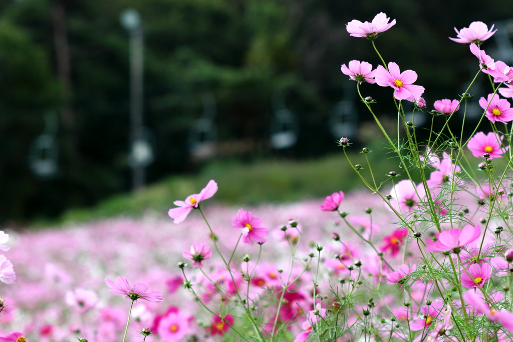 ゲレンデを埋める秋桜