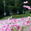 ゲレンデを埋める秋桜