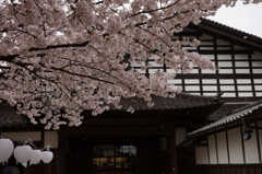 内山邸桜
