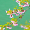 湖面の桜