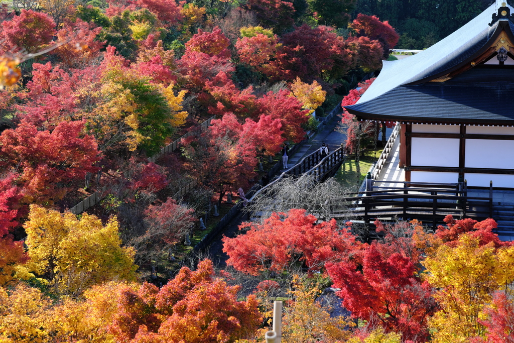 倶利伽羅不動寺のモミジ
