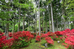 霧島ツツジの森