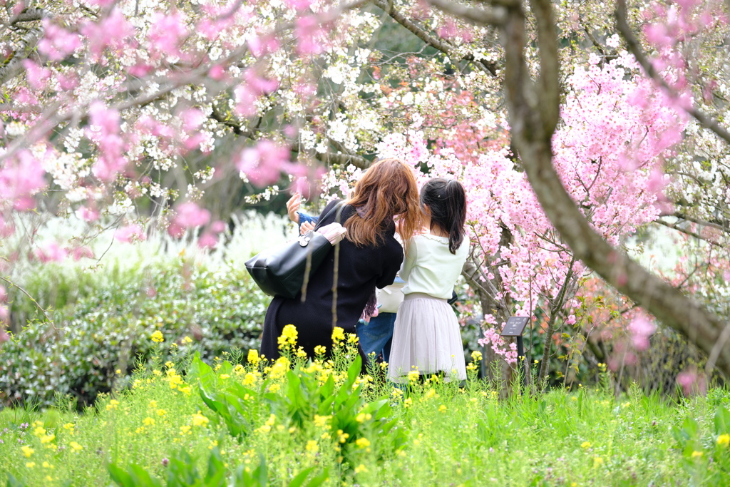 お花畑の休日