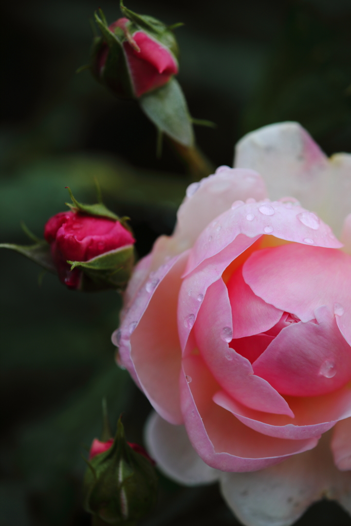 雨あがりの薔薇