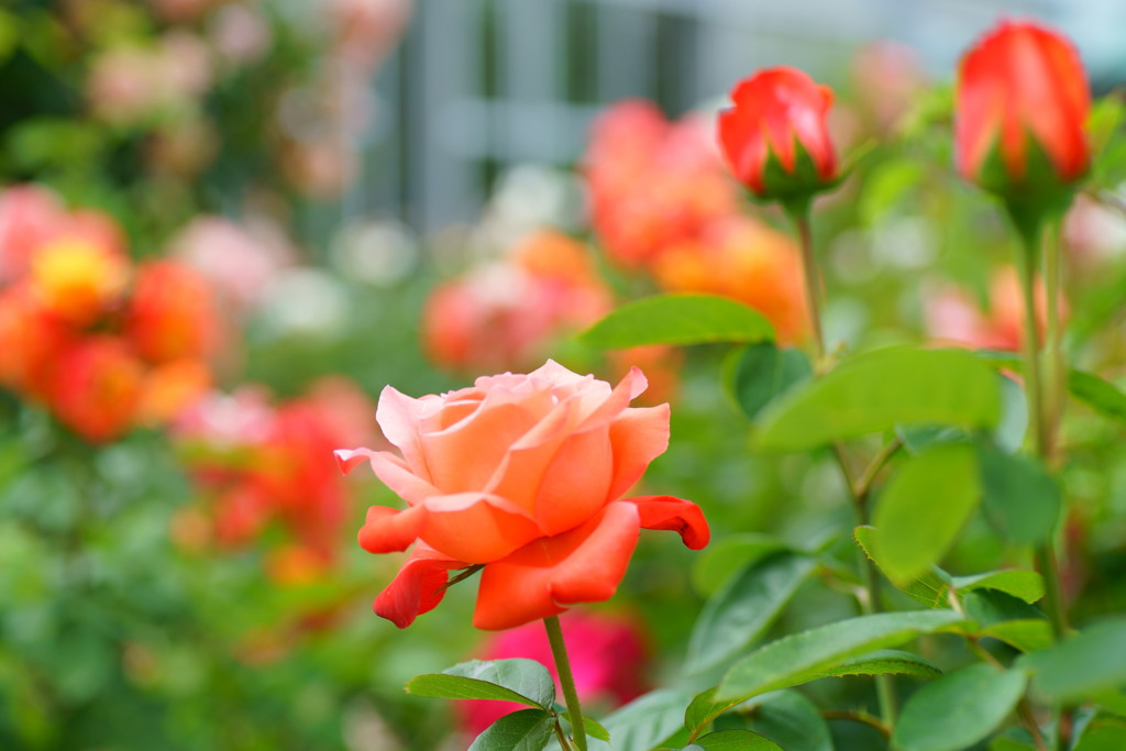 朝はバラ庭に包まれて