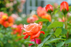 朝はバラ庭に包まれて