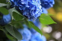 卯辰山主役は紫陽花に、、