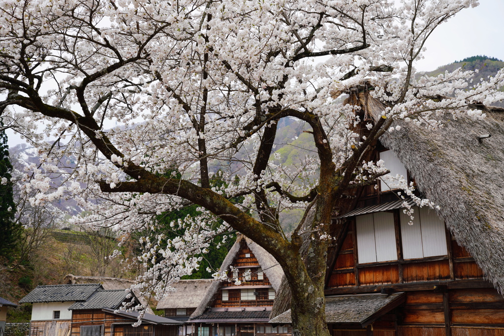 里山の春