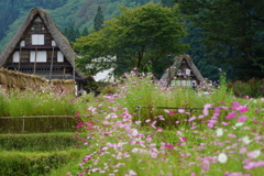 里山コスモスの季節