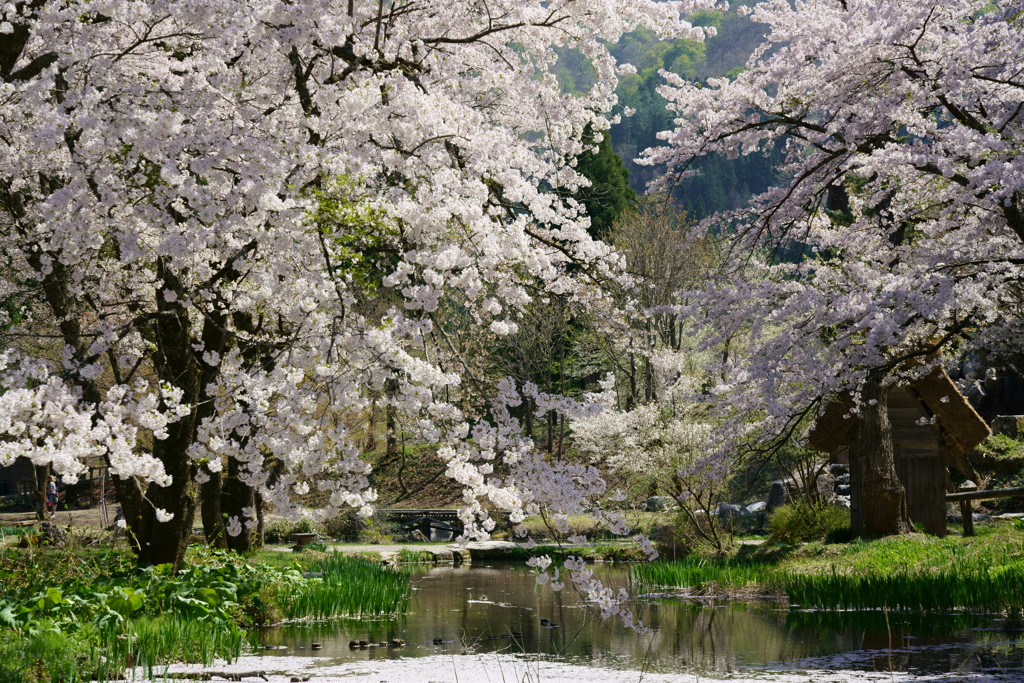 水辺の桜白川郷