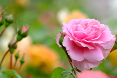 富山中央植物園薔薇1
