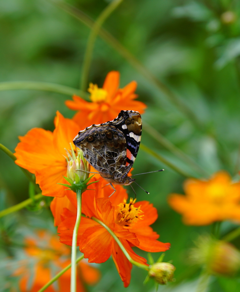 キバナコスモス