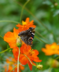 キバナコスモス