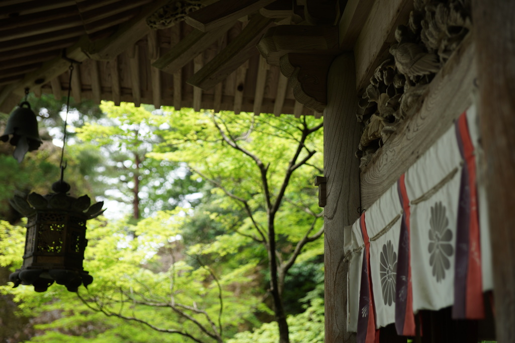 新緑のお寺
