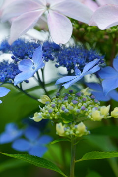 white&blue