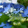 white&blue