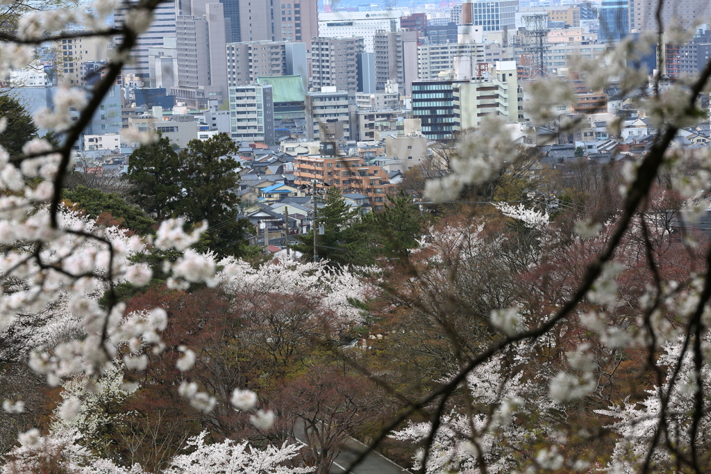 卯辰山からの桜街道
