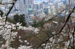 卯辰山からの桜街道