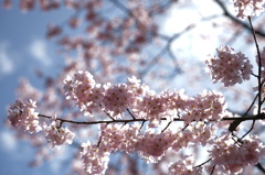 朝日の桜　兼六園