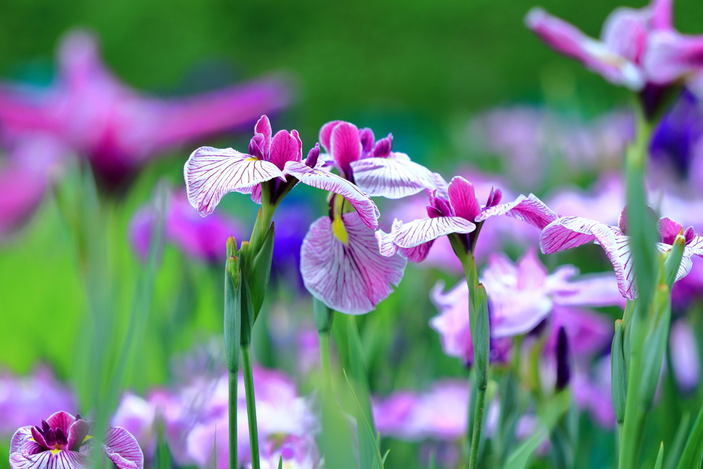 森の菖蒲園