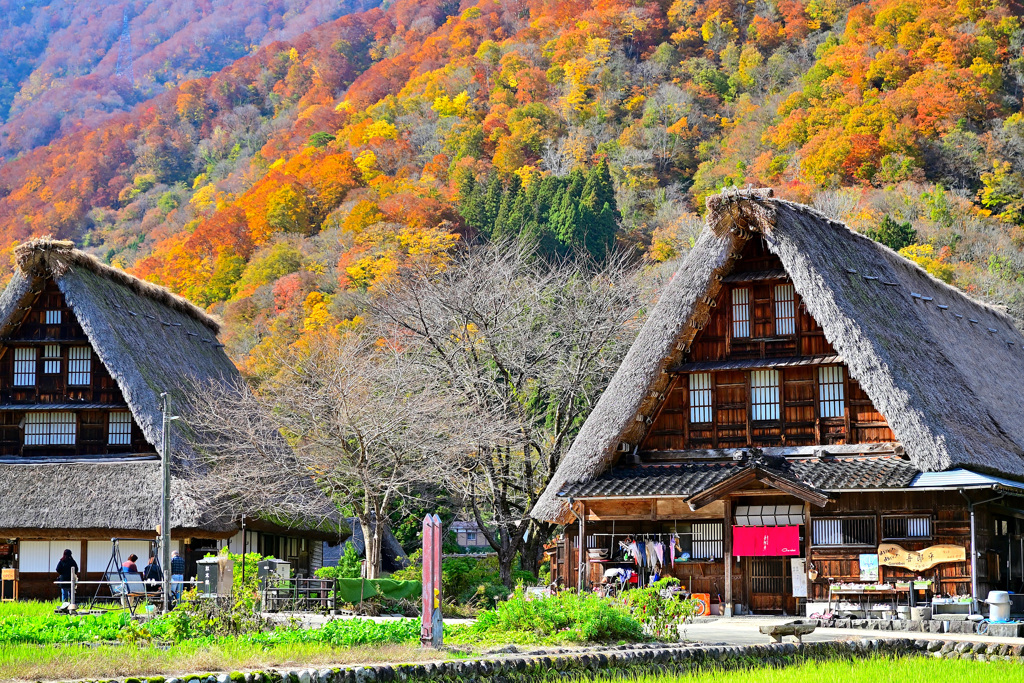 五箇山菅沼集落紅葉彩