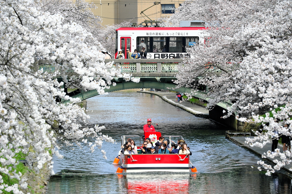 松川桜遊覧船