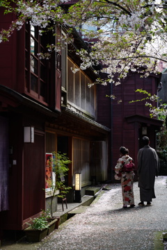 桜散る主計町茶屋街