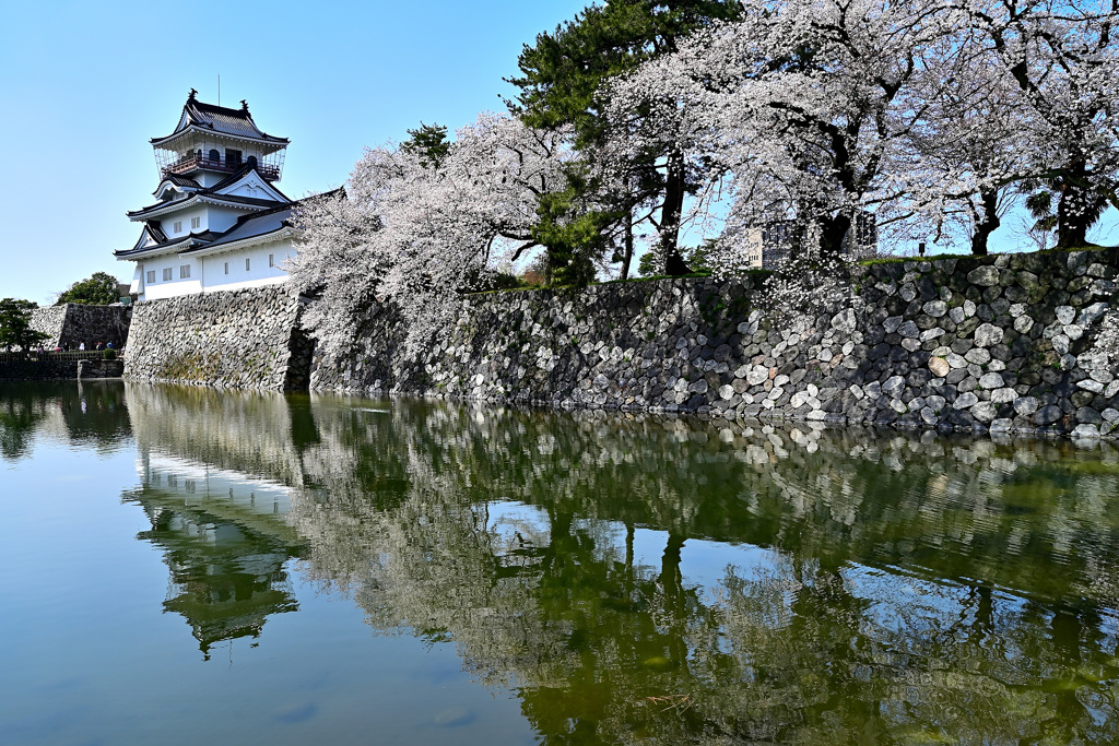 富山城お堀桜