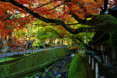 晩秋の参道