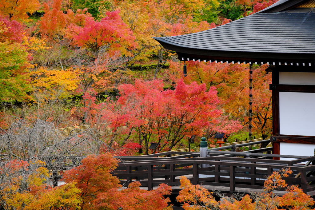 御堂の紅葉
