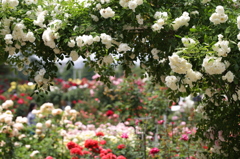 金沢～薔薇の公園