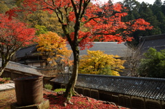 永平寺の紅葉その弐