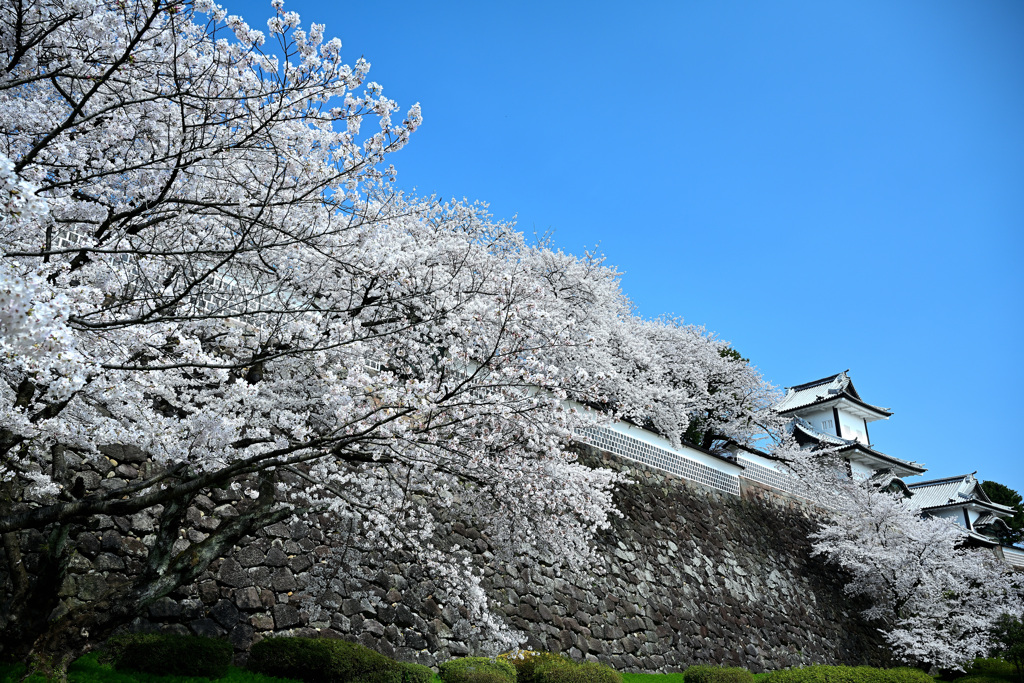 桜が覆う金沢城