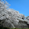 桜が覆う金沢城